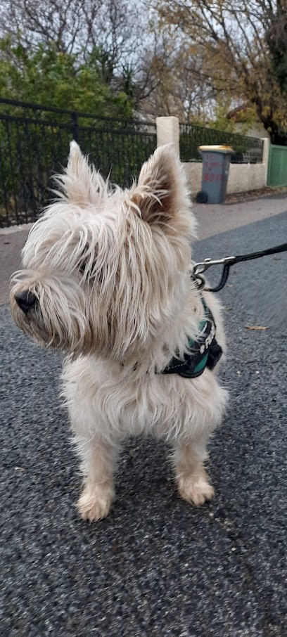 Breeding Of Terrardiere, Eleveur de Chiens à Millonfosse