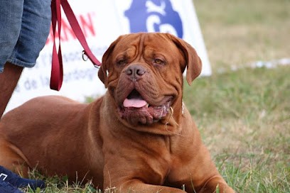 De La Tribu De Massaï, Eleveur de Chiens à Fonsorbes