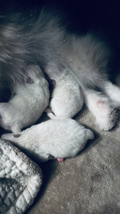 Élevage Spitz Nain Du Rêve Dednassilem Éleveur De Chiens à Plan-de-Cuques