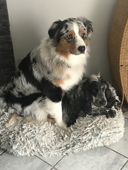 Elevage des Années Folles : Cocker Anglais LOF, Eleveur de Chiens à Lisieux