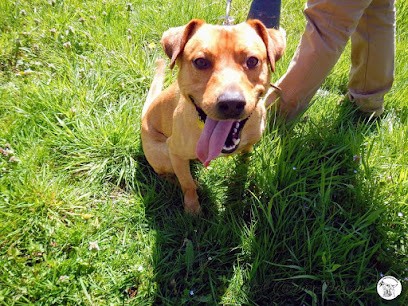 Club Canin Ondaine, Dresseur de Chiens au Chambon-Feugerolles