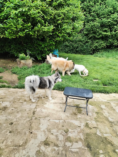 Feel-Dog, Pension Pour Chien au Fournet