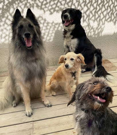 Lespi Love Dog, Pension pour Chiens à Lespignan