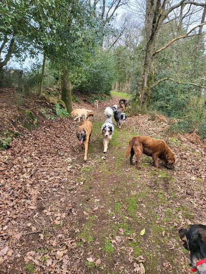 O'dinou, Pension pour Chiens à Saint-Léonard-des-Bois