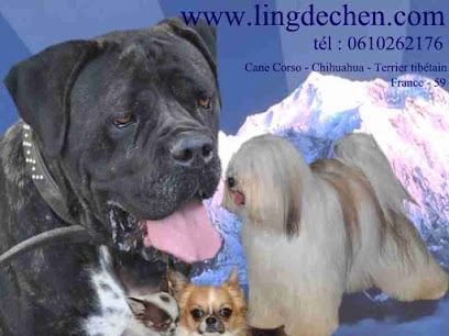 Elevage Canin Ling Dechen Éleveur De Chiens à Grand-Fayt