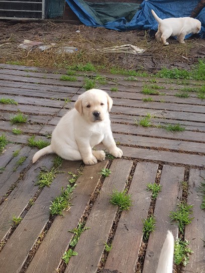 Labrapassion, Eleveur de Chiens à Sendets