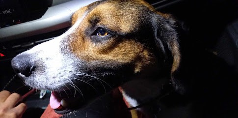 Cercle Canin Montechois, Dresseur de Chiens à Montech