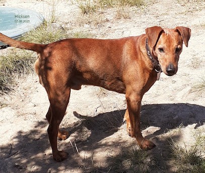 Pinschers Allemands de la Tour de Cruzières, Eleveur de Chiens à Saint-Sauveur-de-Cruzières