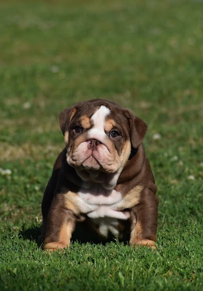 Élevage Bulldog Family, Eleveur de Chiens à Masseret