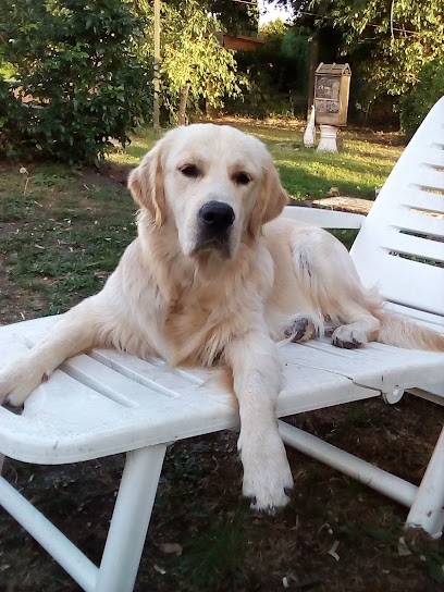 Elevage du dolmen de laye, Eleveur de Chiens à Chavigny