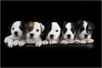 elevage des very important parson, Eleveur de Chiens à Toulon