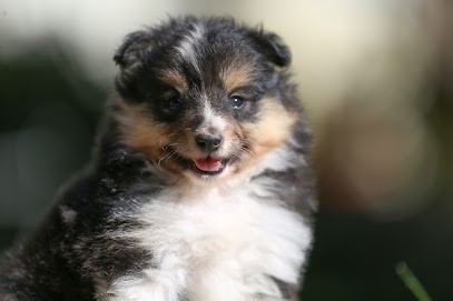 Les Terrasses du Larzac - Élevage de chiots LOF Berger des Shetland, Bulldog Continental, Eleveur de Chiens au Martinet