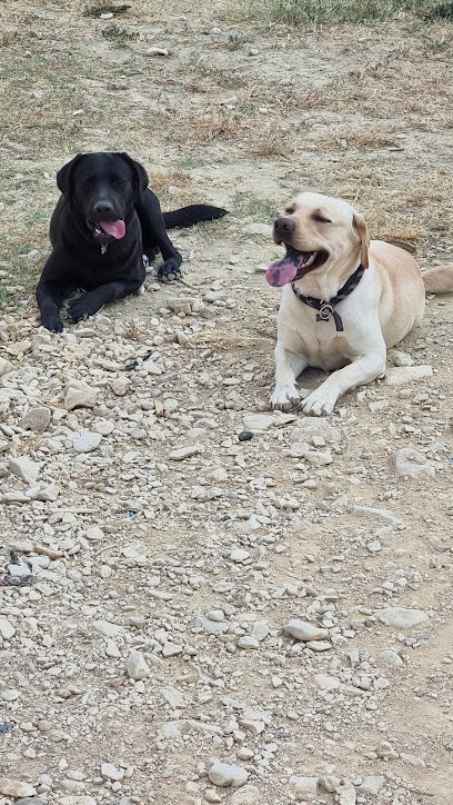 Asha Educ / éducateur Canin Comportementaliste, Dresseur de Chiens à Mormoiron