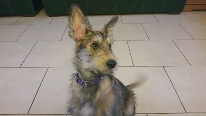 L Abbaye Des Sources Bleues, Eleveur de Chiens à Andres