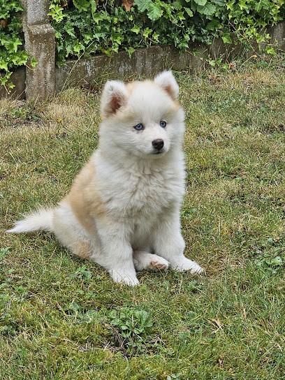 Royaume De La Louve Blanche, Eleveur de Chiens à Bréval