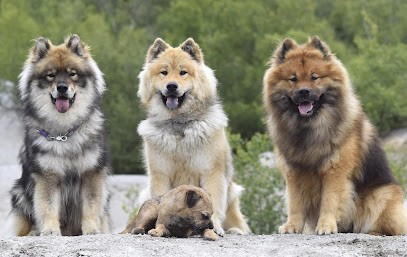 Dog Happy Pension Canine, Pension pour Chiens à Bellevigne-en-Layon