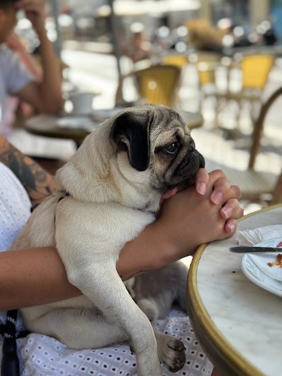 EduComplice, Dresseur de Chiens à Pechbonnieu