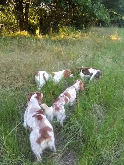 Clos Des Jarousses - Pension Canine - Elevage Epagneuls Bretons - Dressage Chien, Pension pour Chiens à Saint-Pardoux-l'Ortigier
