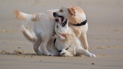 Pension Canine - DES ALTEN DE LA BURGERIE, Pension pour Chiens à Lesgor