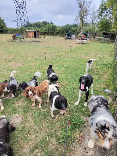 Azur Addict Pension Pour Chien à Ambès