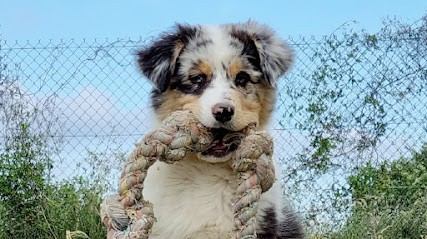 Elevage au Royaume des Jolies Perles, Eleveur de Chiens à Saint-Remèze