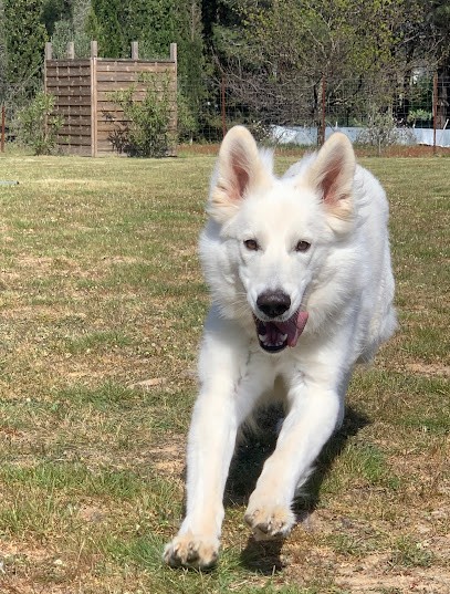 Club Canin AOC, Dresseur de Chiens à Laroque-des-Albères