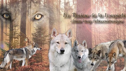 Élevage de chien loup tchécoslovaque La Tanière de la Loupiote, Eleveur de Chiens à Barrais-Bussolles