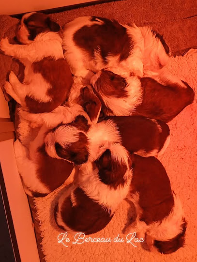 Le Berceau Du Lac Éleveur De Chiens à Dommartin-aux-Bois