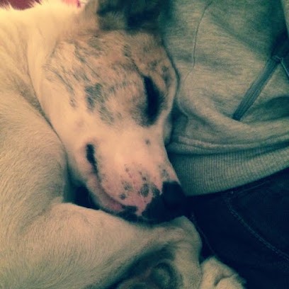 Sweet Pension, Pension pour Chiens à Publier