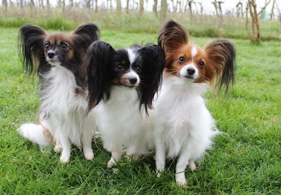 DOMAINE DE HUNAUDAYE élevage d'épagneuls papillons, Eleveur de Chiens à Ayzieu