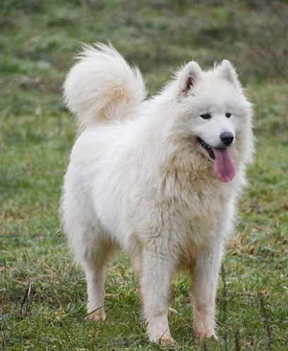 Elevage canin la belle étoile, Eleveur de Chiens à Montastruc-Savès