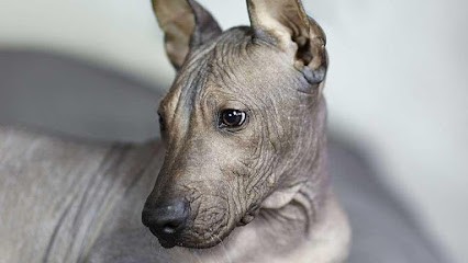 ELEVAGE DE KORRANTOH, Eleveur de Chiens à Bischwiller