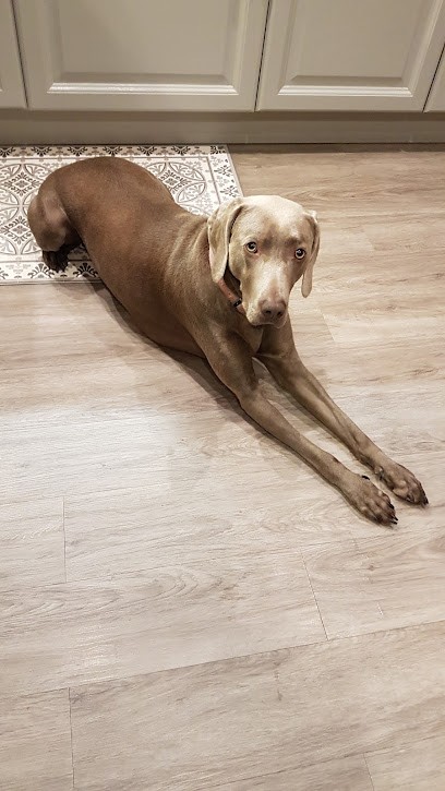 Boistillet, Eleveur de Chiens à Taizé-Aizie