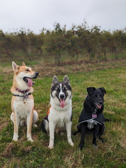 PawsAventure, Dresseur de Chiens à Noulens