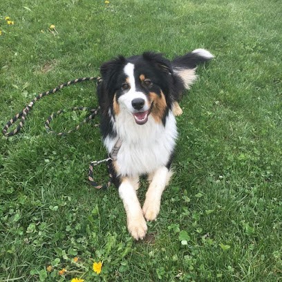Entre Maîtres et Chiens - Marion Doncieux, Dresseur de Chiens à Lans-en-Vercors