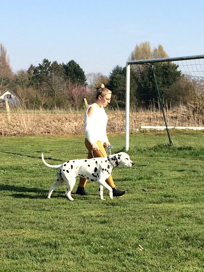 Cyn’éduc, Dresseur de Chiens à Saleux