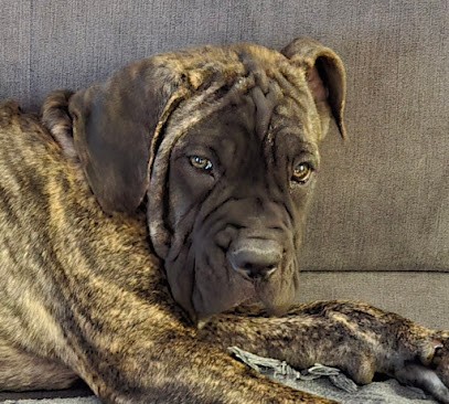 Le Clan de Nemausus, Eleveur de Chiens à Nîmes