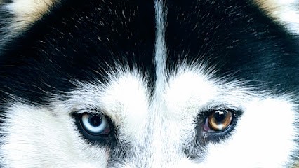 Husky Siberien Of Ice Flower Wolfs, Eleveur de Chiens à Campan