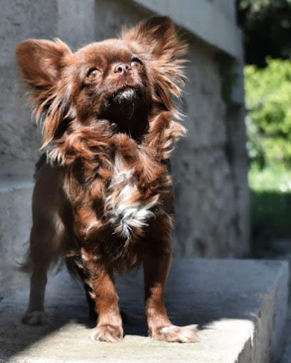 Les Loups Du Mareuil Pension Canine Et Elevage De Chihuahuas, Eleveur de Chiens à Villeneuve-de-Marsan