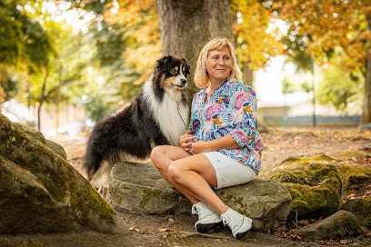 Élevage De Bergers Australiens Et De Spitzs Nains Poméraniens Du Domaine Des Flammes D'Or, Eleveur de Chiens à Recloses