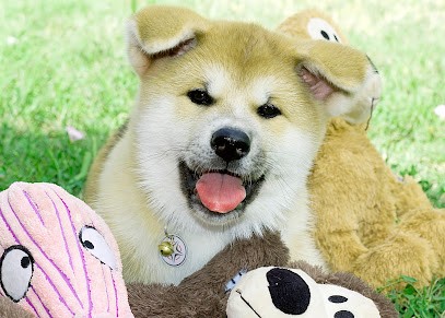 Elevage Akita Inu de l'Esprit Du Kitsune, Eleveur de Chiens à Valence