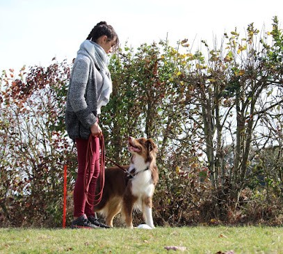 Émotions Canines - Éducateur Comportementaliste Canin, Dresseur de Chiens à Saint-Martin-Longueau