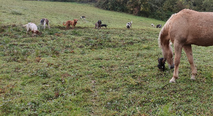 Les Oubliés Du Chenil, Pension Pour Chien à Baulou