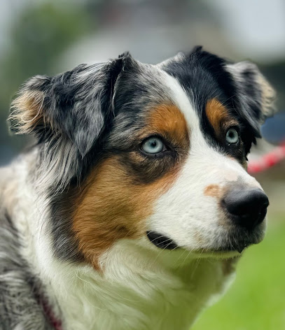 Chez Mage, Éleveur De Chiens à Berville-sur-Seine