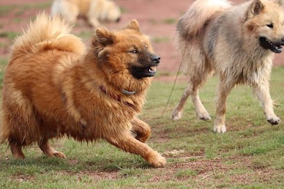 Élevage familial Eurasier Des Terres d'Orya, Eleveur de Chiens à Montagnac