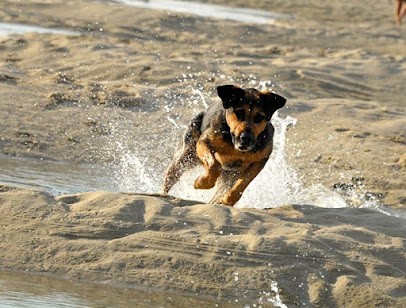 CynoZen Comportementaliste Chiens et Chats, Education Canine, Mantrailling, Dresseur de Chiens à Plouénan