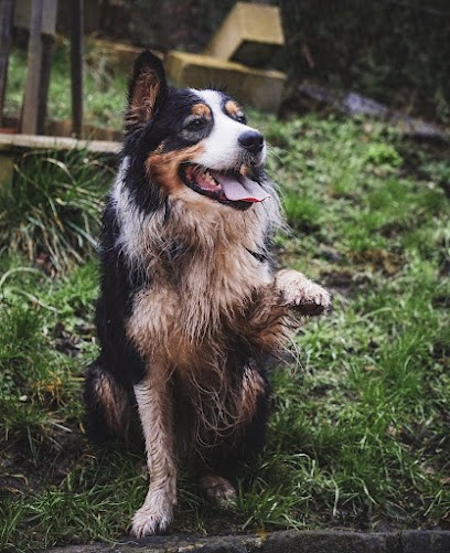 Elevage Du Domaine De La Canurie, Eleveur de Chiens à Saint-Vincent-du-Boulay