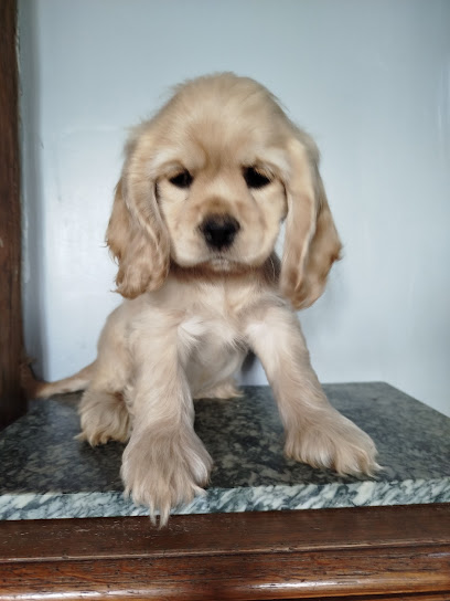Elevage De L'amour Des Chiens Et Chats Liessies, Éleveur De Chiens à Liessies