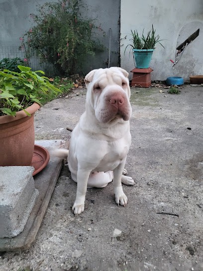 élevage du chateau d'Anubis, Eleveur de Chiens à Nuaillé-sur-Boutonne