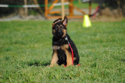 Educopoil, Dresseur de Chiens à Saint-André-Goule-d'Oie